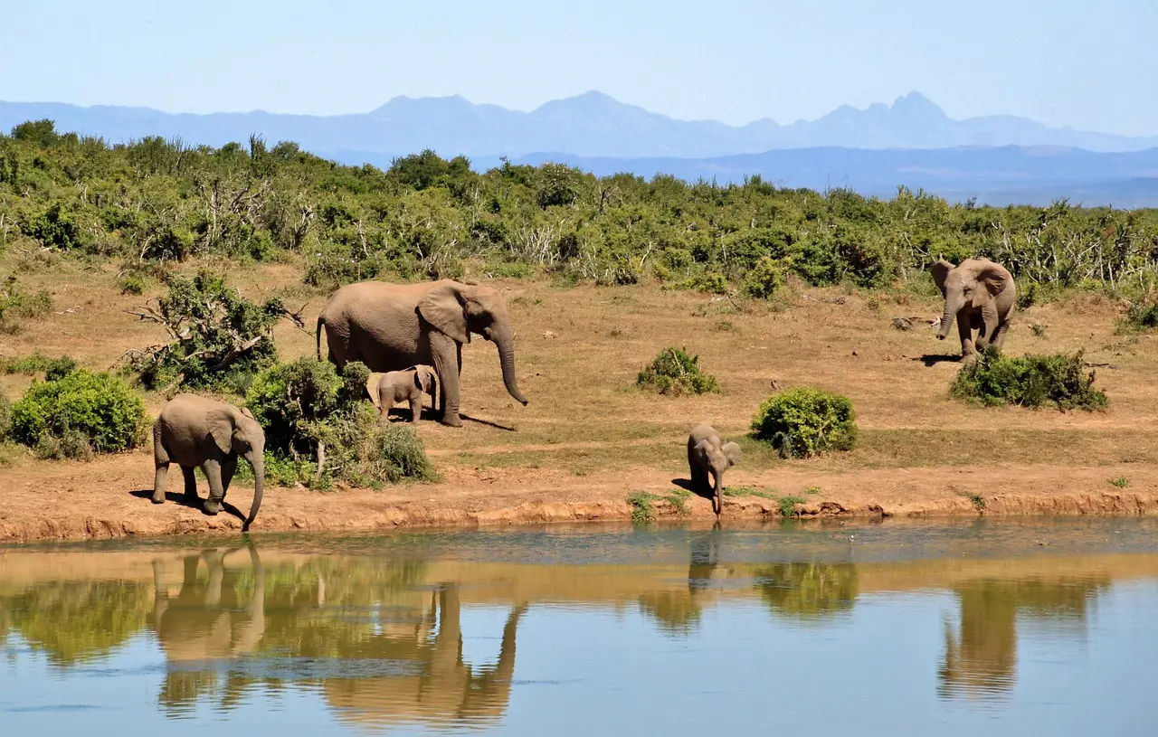 African elephants in Lower Zambezi National Park for a safari experience