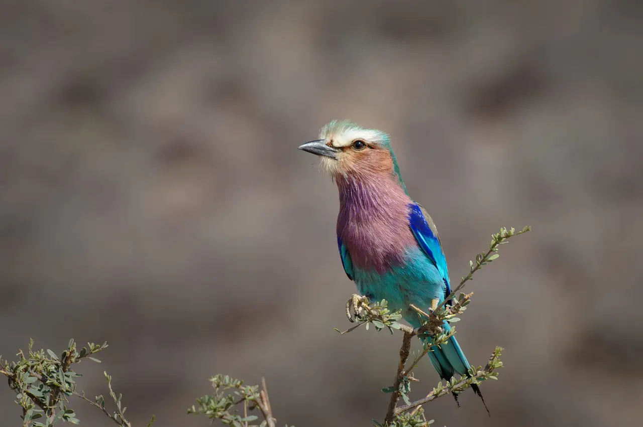 Bird Kenya for a safari experience