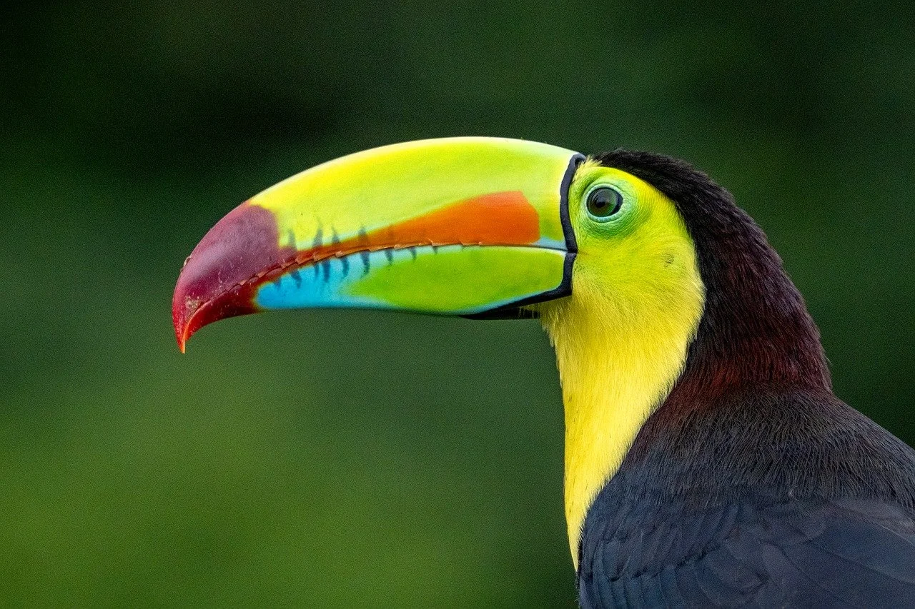 Bird in Costa Rica