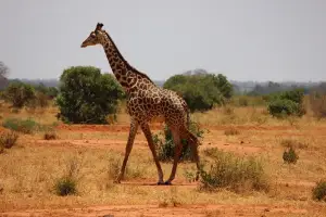Giraffe in a Savanah Like Environment in Kenya for a safari experience