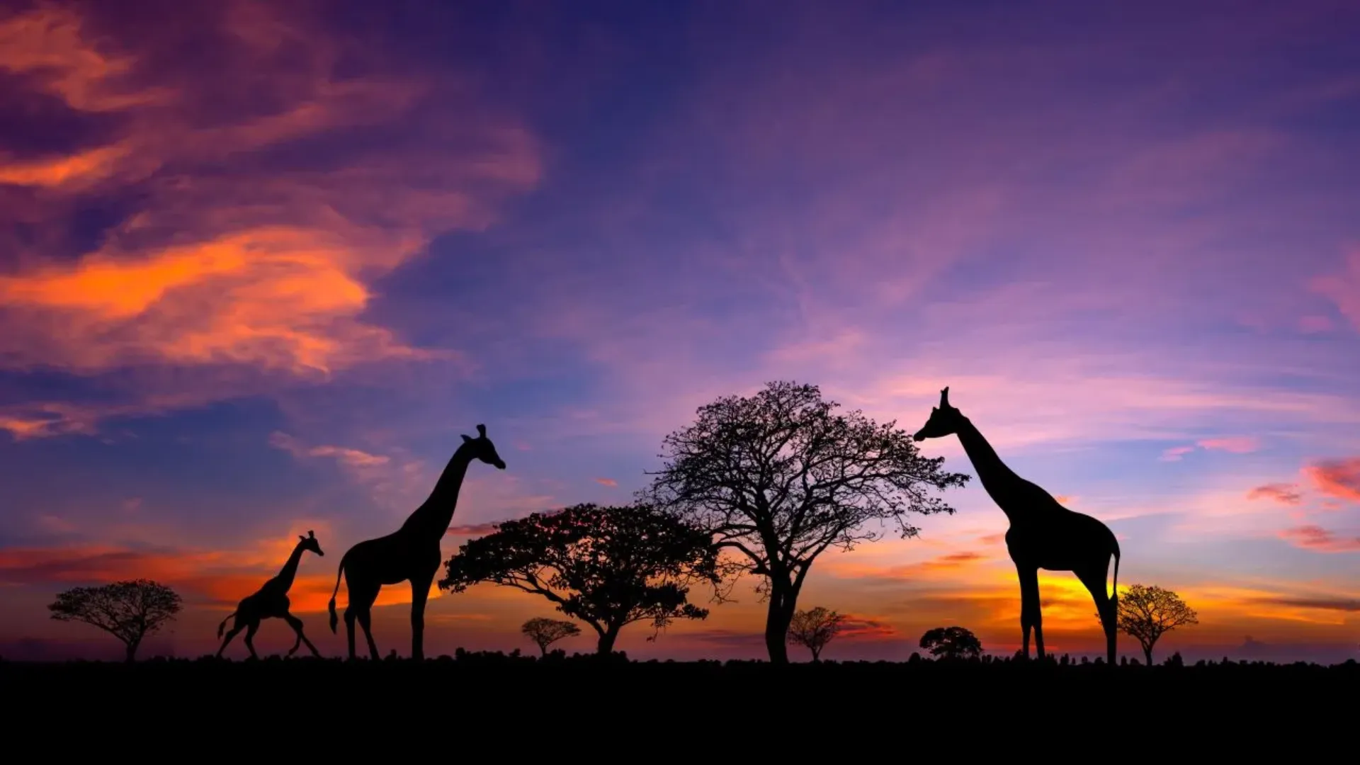 Giraffes at sunset in Africa for a safari experience