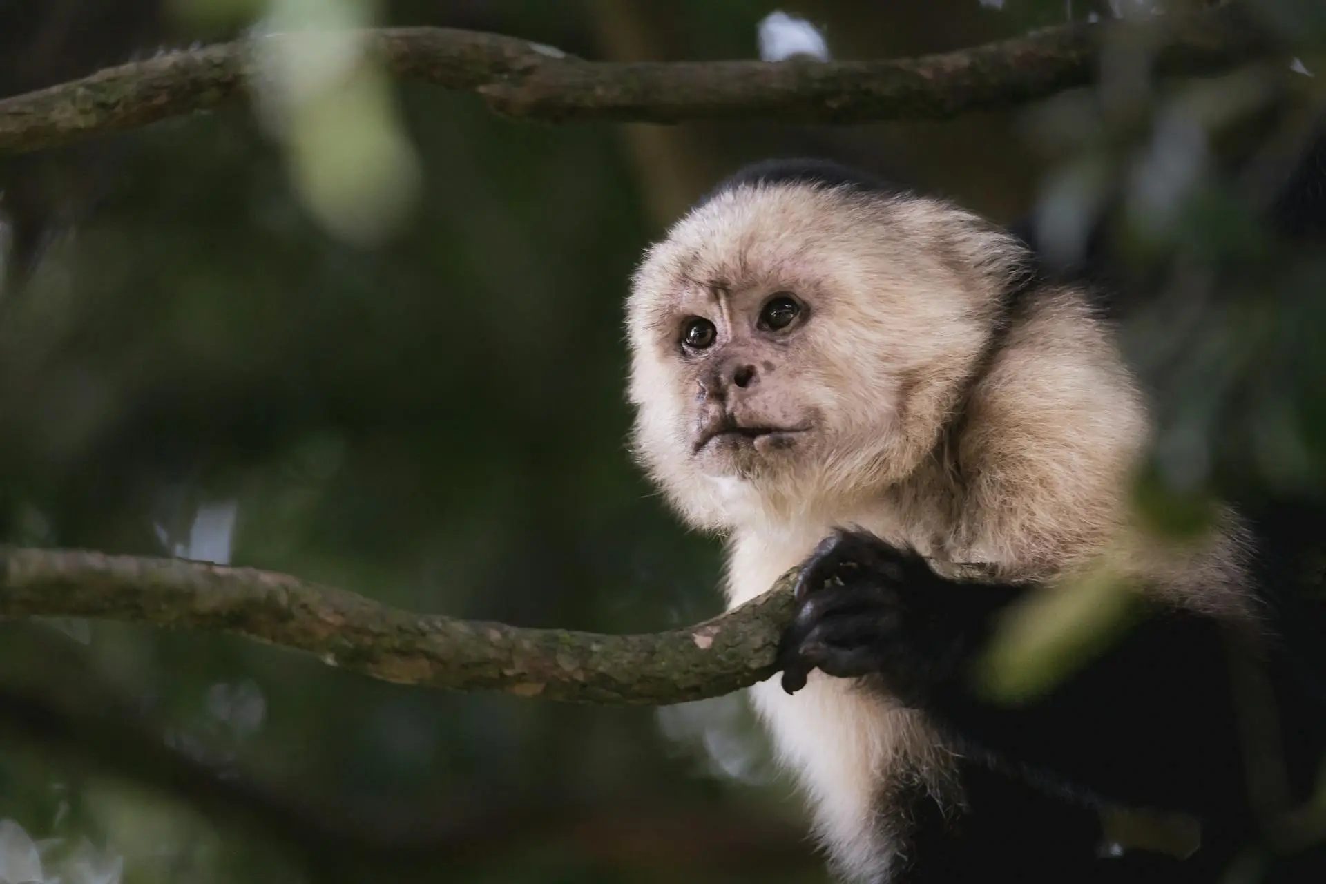 Monkey in Costa Rica