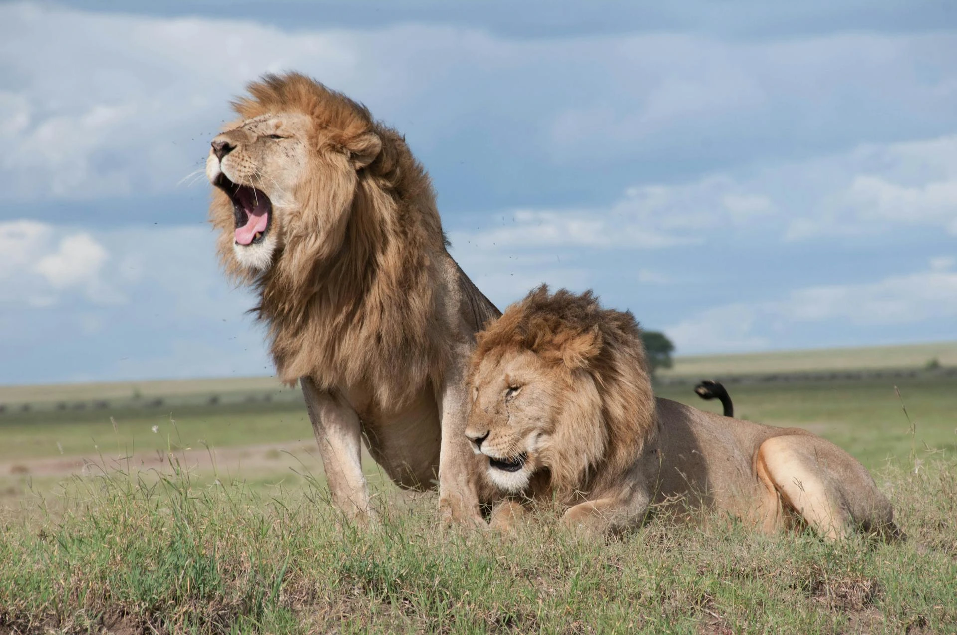 Lions in Tanzania