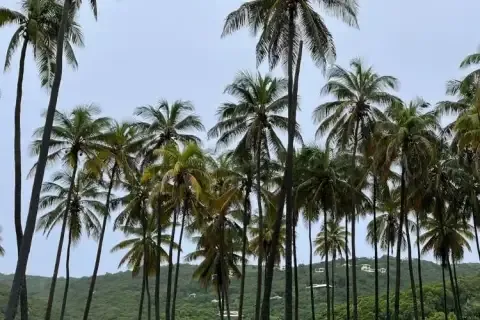 Palm trees in Saint Vincent and the Grenadines featured
