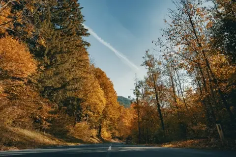 Rural road in a forest in Austria featured