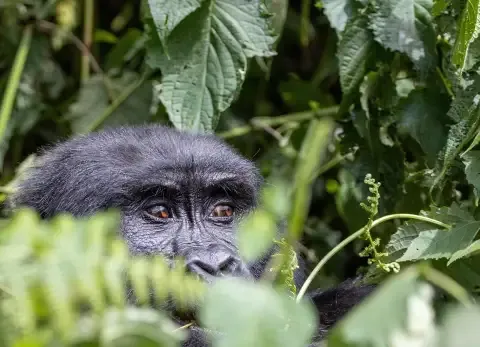 Mountain gorilla\\\'s face, partially hidden by dense green foliage, in Bwindi Impenetrable Forest, Uganda