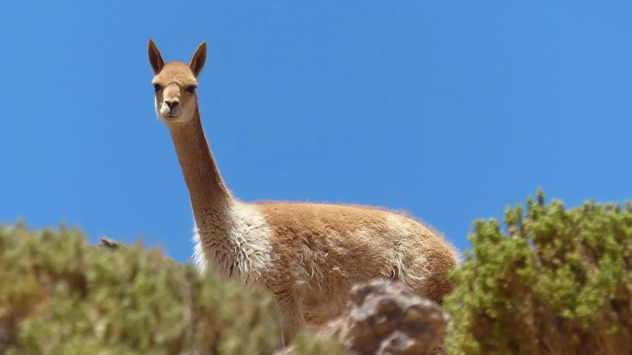Animal egypt