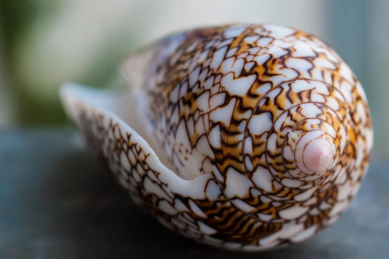Cloth of Gold Cone shell
