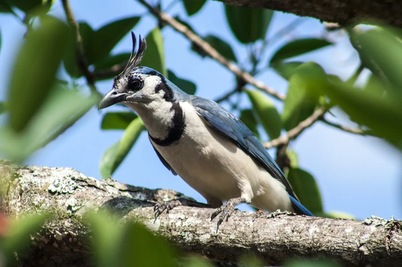 Cyanocorax formosus africa