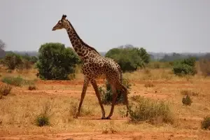 Giraffe in a Savanah Like Environment in Kenya for a safari experience