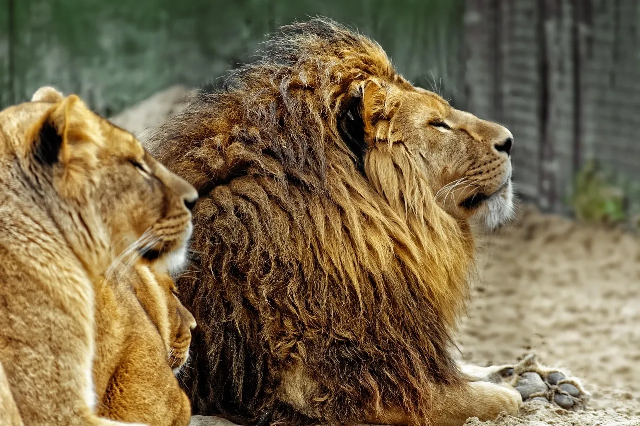 Male and a female Asiatic lion
