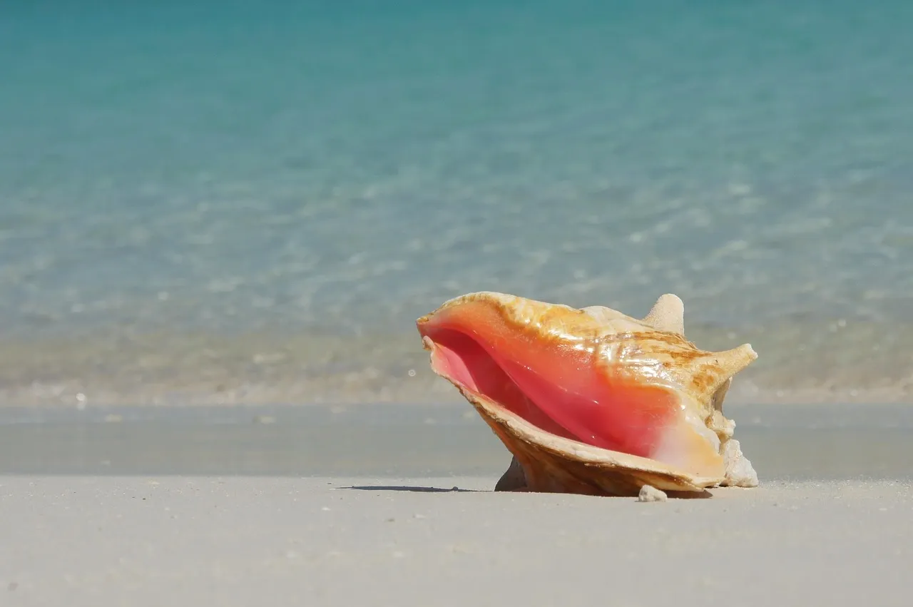 Queen conch shell