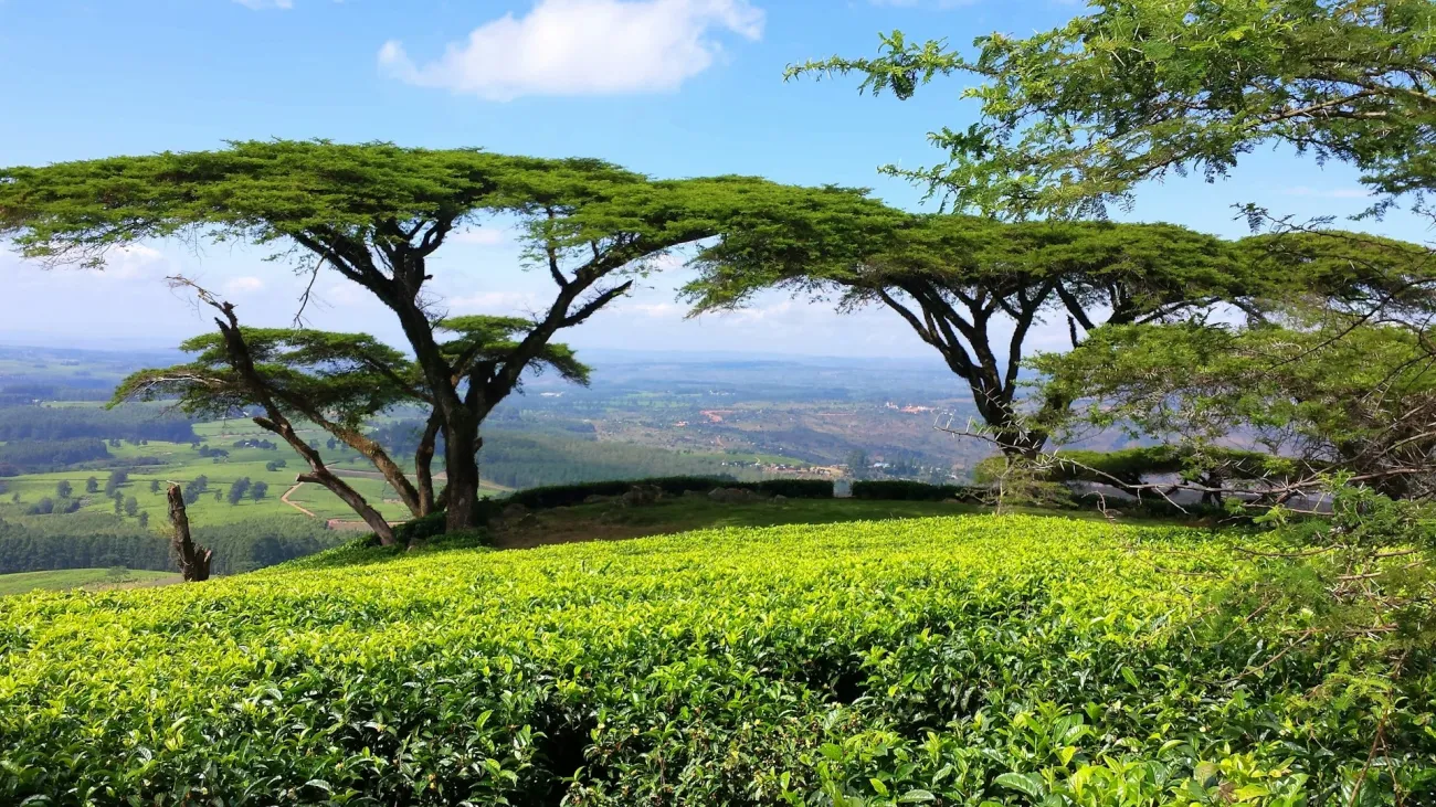 Tea plantation in Africa with acacia trees overlooking a valley featured