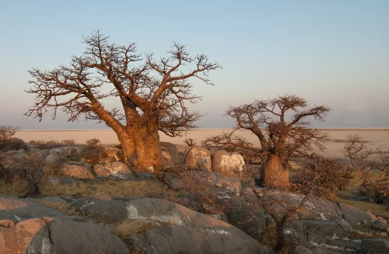 Botswana, Field with trees