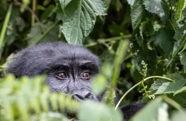 Mountain gorilla\\\'s face, partially hidden by dense green foliage, in Bwindi Impenetrable Forest, Uganda