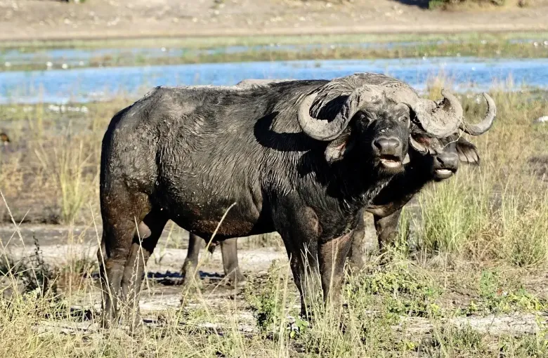 African buffalo botswana