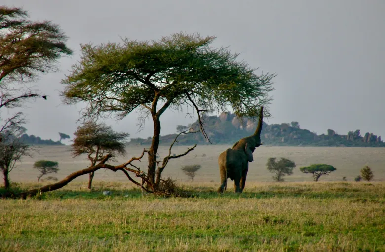 African bush elephant in Tanzania for a safari experience