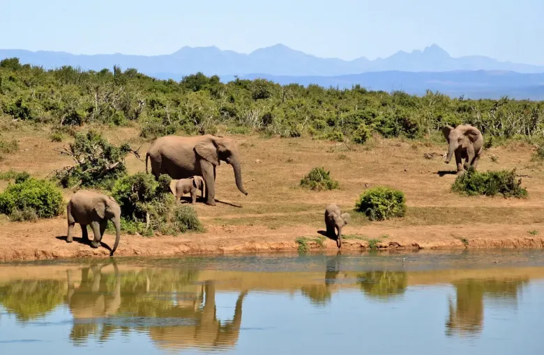 African elephants in Lower Zambezi National Park for a safari experience