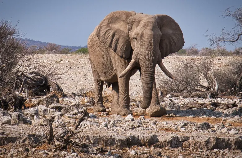 African savanna elephant for a safari experience