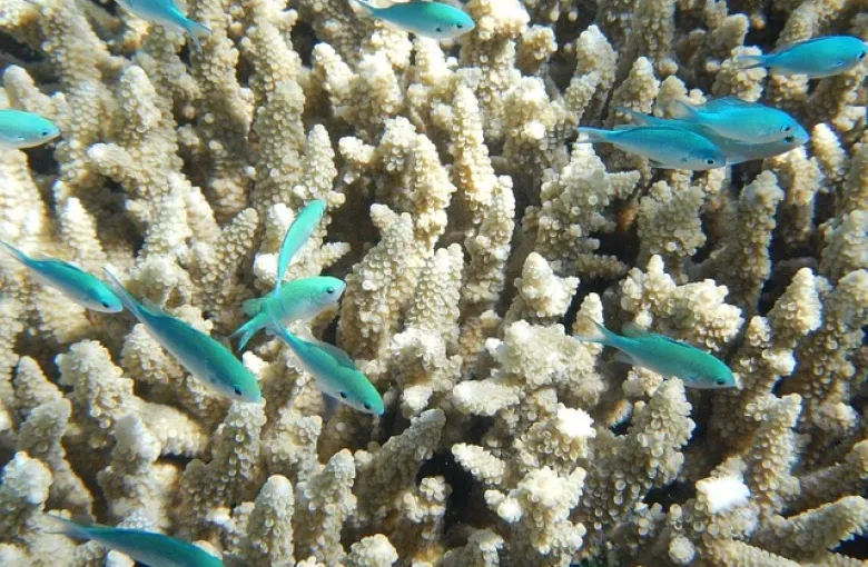 Blue-green chromis (Chromis viridis) swimming around a coral reef for a destination guide