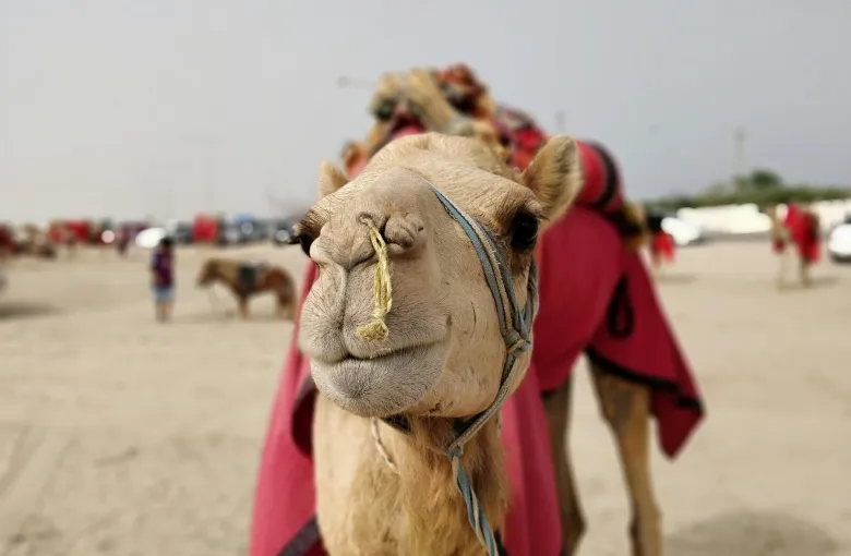 Camel for a safari experience