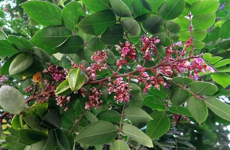 Carambola tree for a destination guide