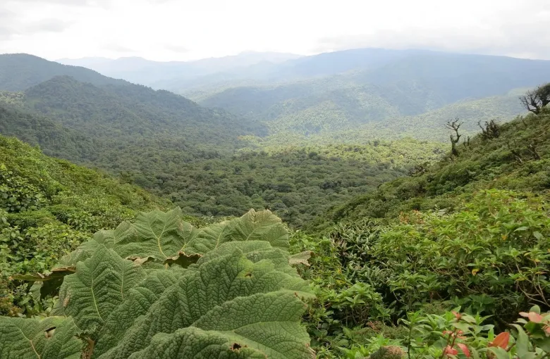Costa Rica Forest for a destination guide