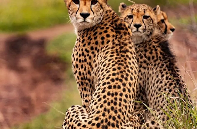 Discover Kenya