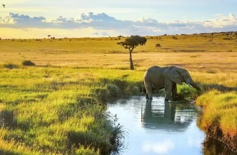 Elephant drinking water in kenya savanna forest