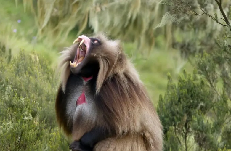 Gelada monkey with its mouth open for a safari experience