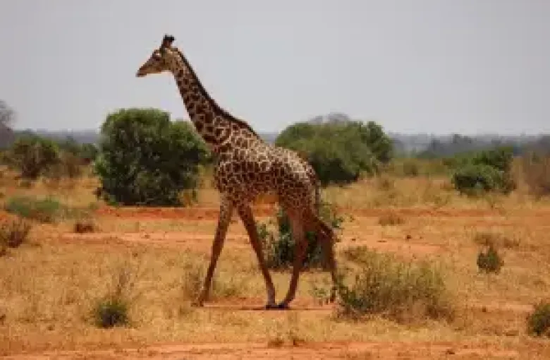 Giraffe in a Savanah Like Environment in Kenya for a safari experience