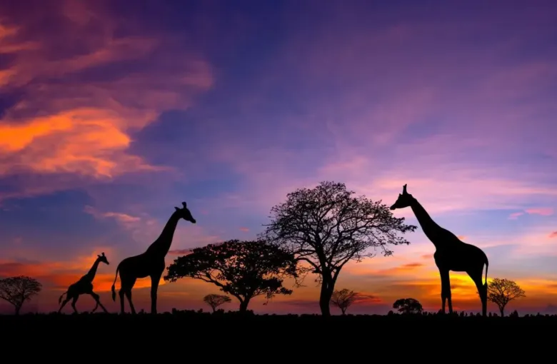 Giraffes at sunset in Africa for a safari experience