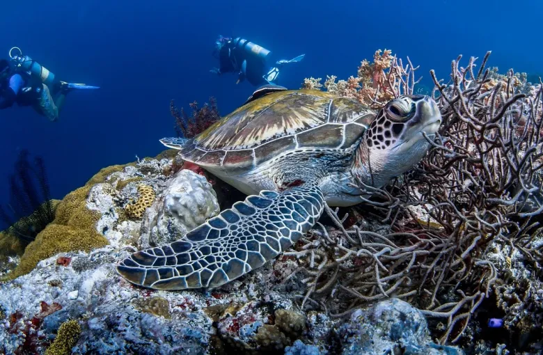 Hawksbill Sea Turtle for a destination guide