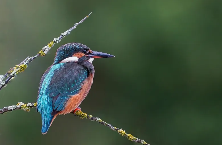 Kingfisher (Alcedo atthis) for a destination guide