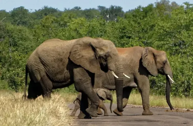 African bush elephants in Kruger National Park South Africa one of Africa's premier safari destinations and home of the Big Five
