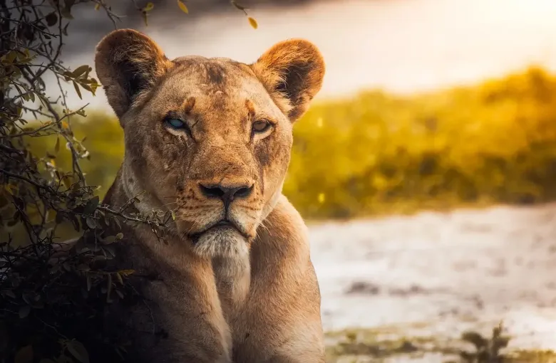 Lioness infront of lake