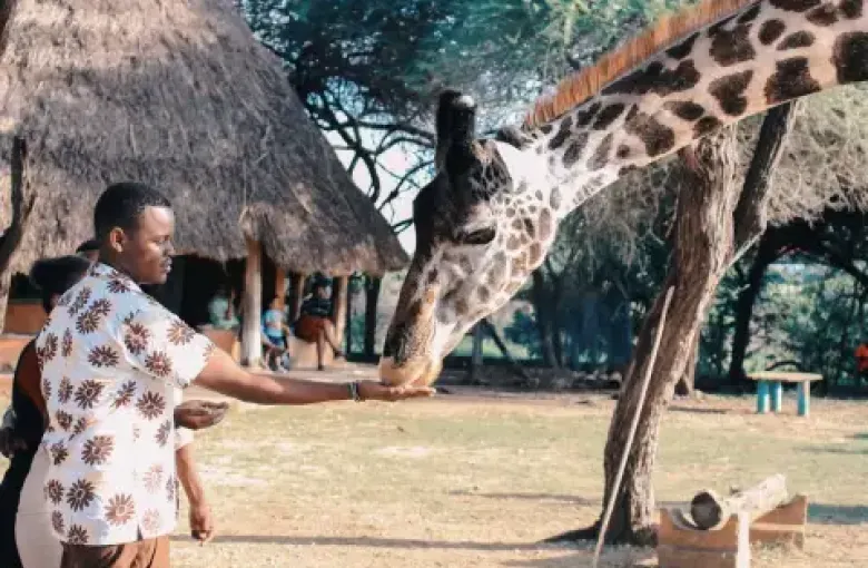 A man feeding a giraffe from his hand at a wildlife sanctuary in Kenya featured
