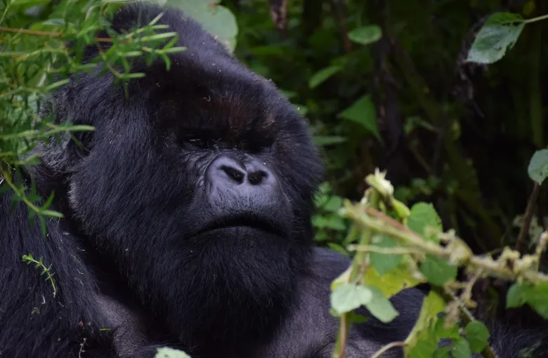 Mountain Gorilla for a safari experience