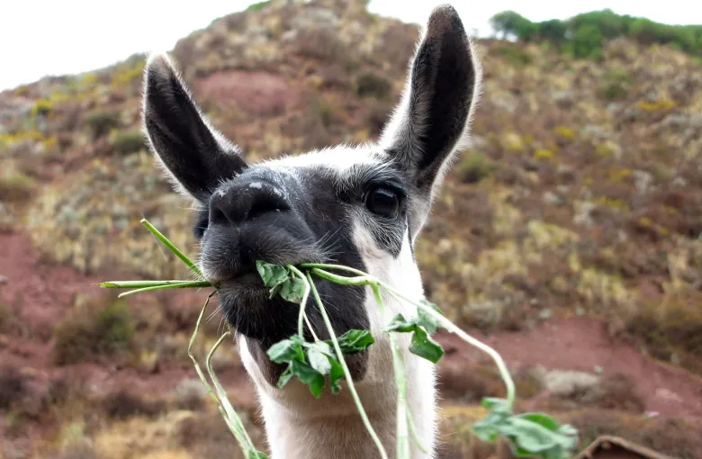 Peru Alpaca for a safari experience