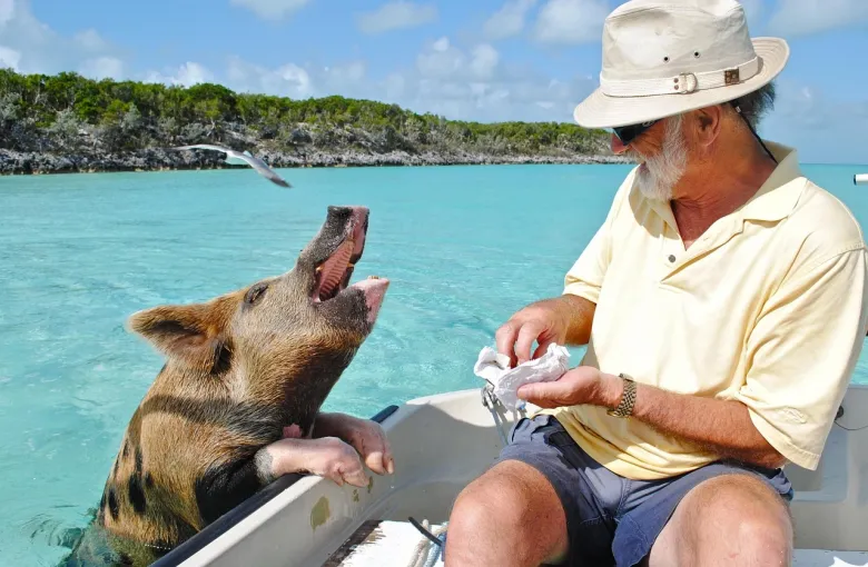 Swimming pigs of the Bahamas for a destination guide