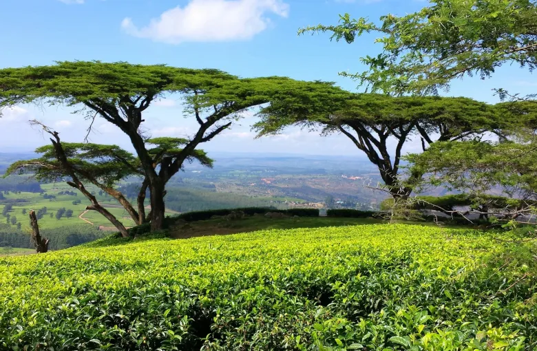Tea plantation in Africa with acacia trees overlooking a valley featured