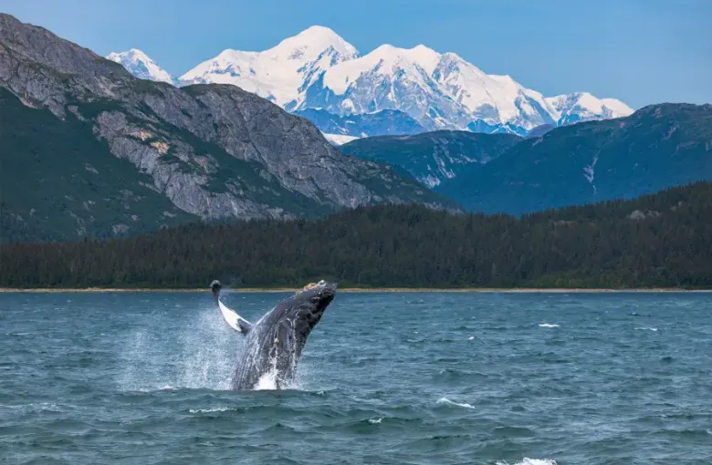 Humpback whale breaching in Alaskan waters during an Alaska cruise; with snow-capped peaks and forested shores behind.