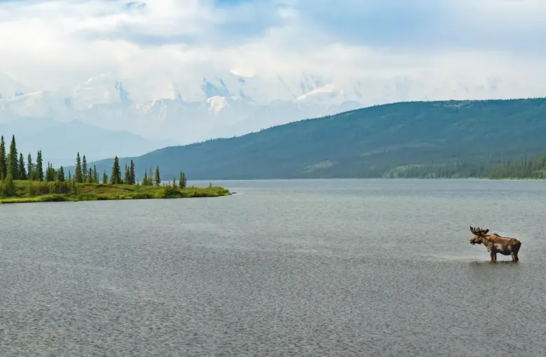 Bull moose wading in a calm Alaska lake with snow-capped Alaska Range peaks and boreal forest in the background.