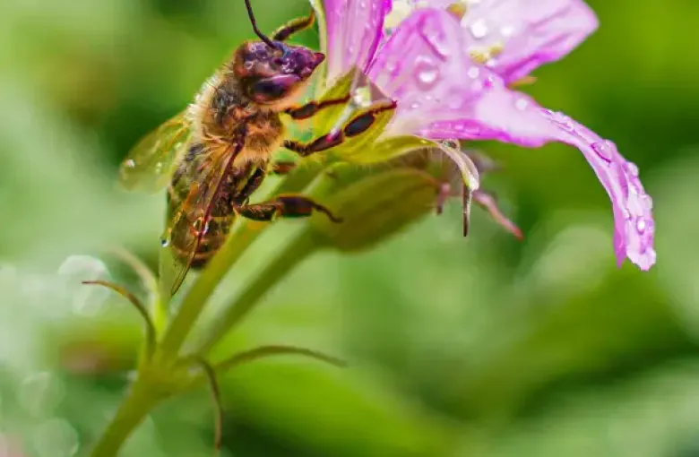 Wet honeybee clinging to a pink wildflower with rain droplets; evoking Alaska's lush summer wilderness.