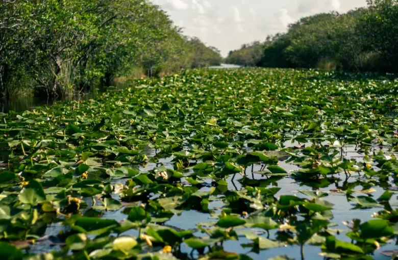 Dense lily pads covering a calm waterway canal flanked by lush trees in Miami; Florida's Everglades wetlands.