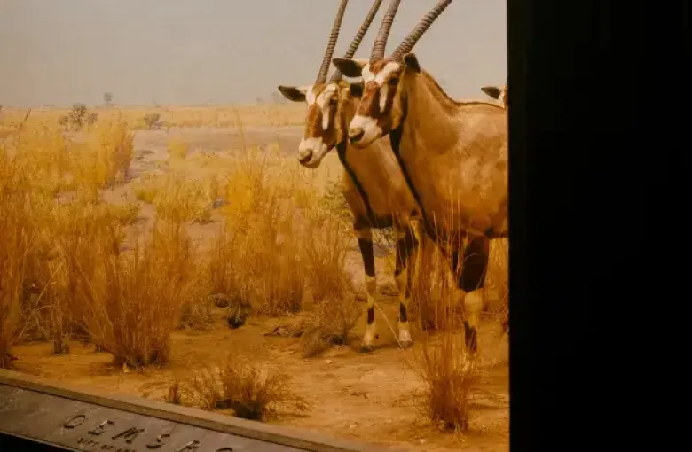 Gemsbok taxidermy diorama at a New York New York natural history museum showing two oryx in an African savanna setting