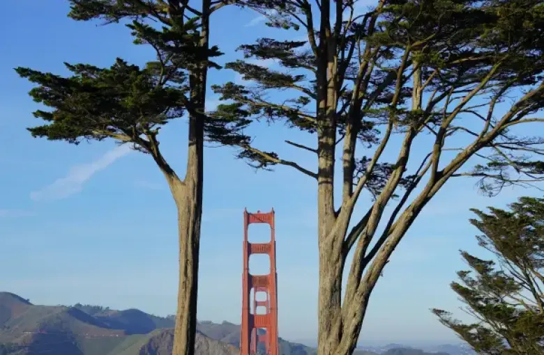 Golden Gate Bridge tower framed by tall cypress trees in San Francisco; CA; with Marin Headlands in the background.