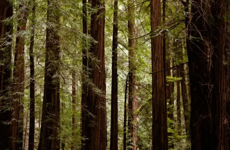 Wooden boardwalk trail winding through towering coastal redwoods near San Francisco; CA in Muir Woods National Monument.