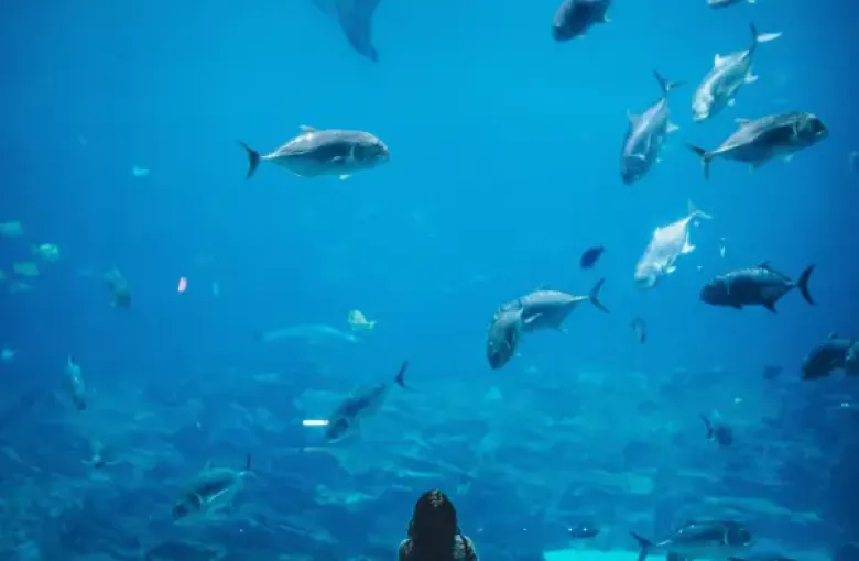 Visitor stands before massive aquarium tank in Chicago; watching a whale shark and school of fish swim in blue water.
