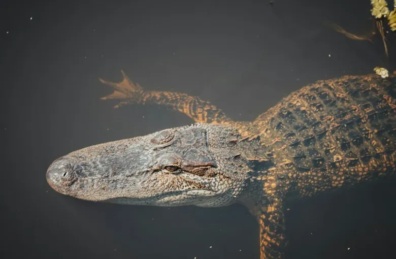 An alligator gliding through the dark water of a Louisiana bayou swamp near New Orleans